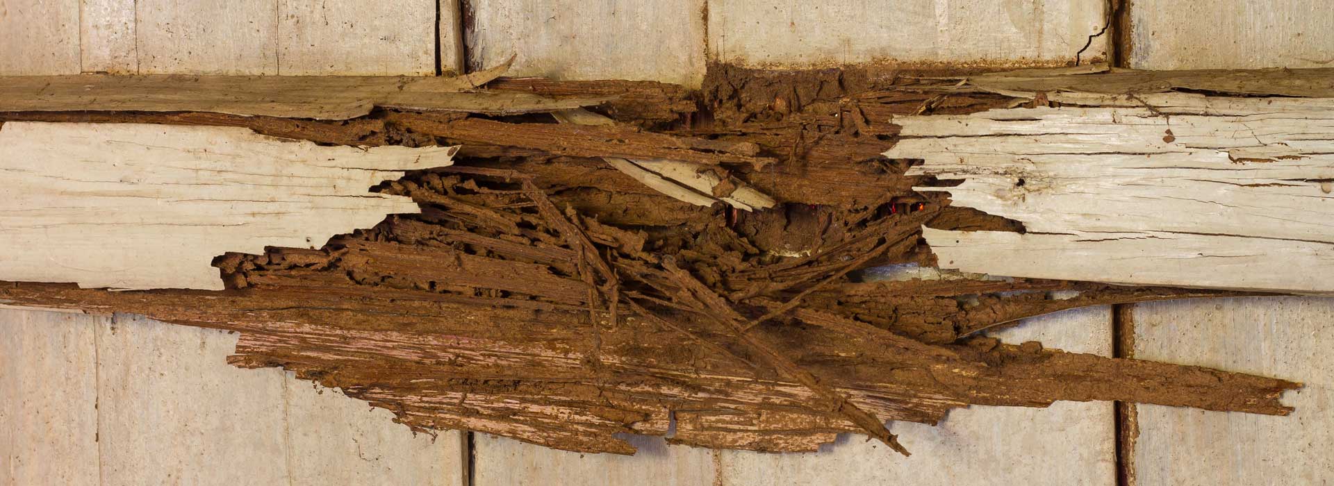 Severe dry rot damage to timber floorboards showing structural deterioration and fungal decay