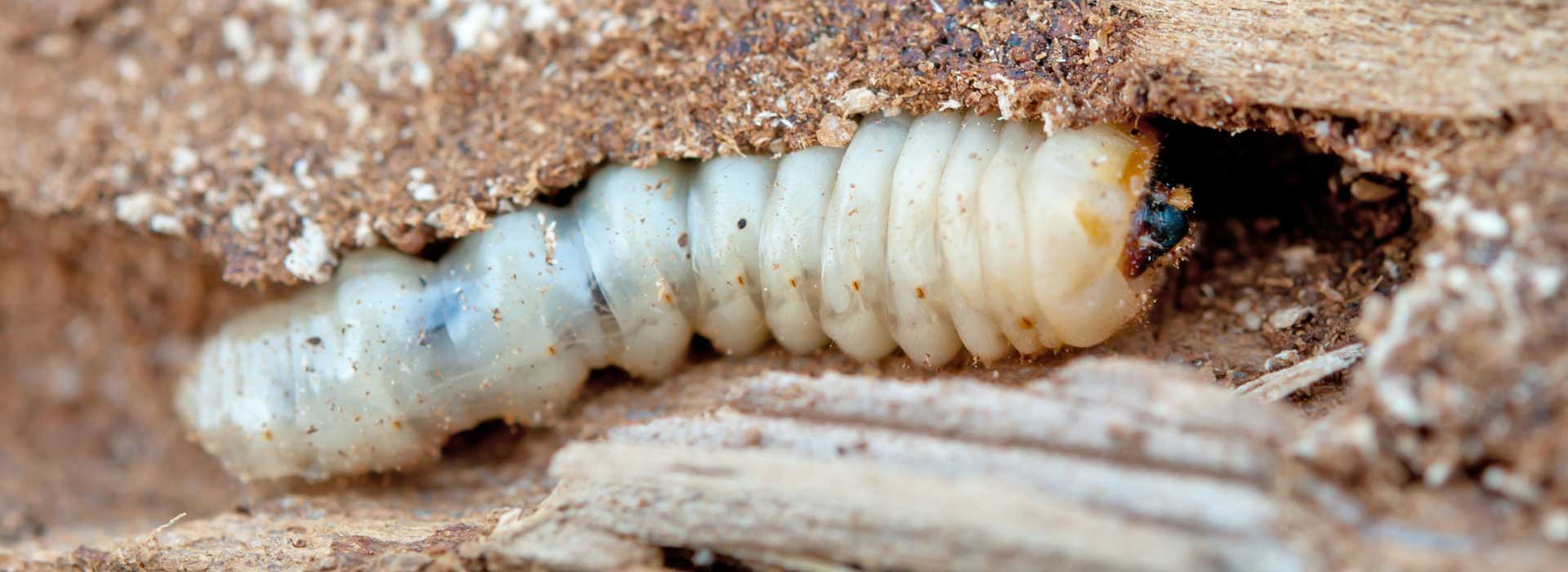 Active woodworm larva in damaged timber showing live infestation requiring immediate treatment